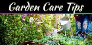 5 Essential Tips for Healthy Gardens Year-Round Success 5 Essential Tips for Healthy Gardens Year-Round Success