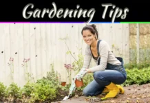 Gardening Tips For Beginners: 9 Simple Ways To Grow With Confidence 9 Gardening Tips For Beginners