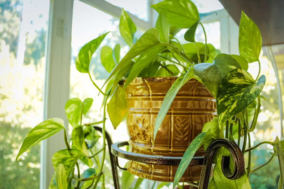 The Best Pots For Houseplants