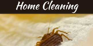 How To Control Bed Bugs How To Control Bed Bugs