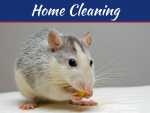 How Mice And Other Rodents Can Devastate Your Property How Mice And Other Rodents Can Devastate Your Property