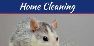 How Mice And Other Rodents Can Devastate Your Property How Mice And Other Rodents Can Devastate Your Property
