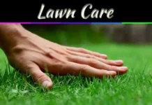 Lawn Care Advice: 5 Trusted Websites For Expert Guidance Lawn Care Advice: 5 Trusted Websites For Expert Guidance