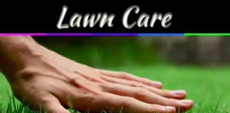 Lawn Care Advice: 5 Trusted Websites For Expert Guidance Lawn Care Advice: 5 Trusted Websites For Expert Guidance