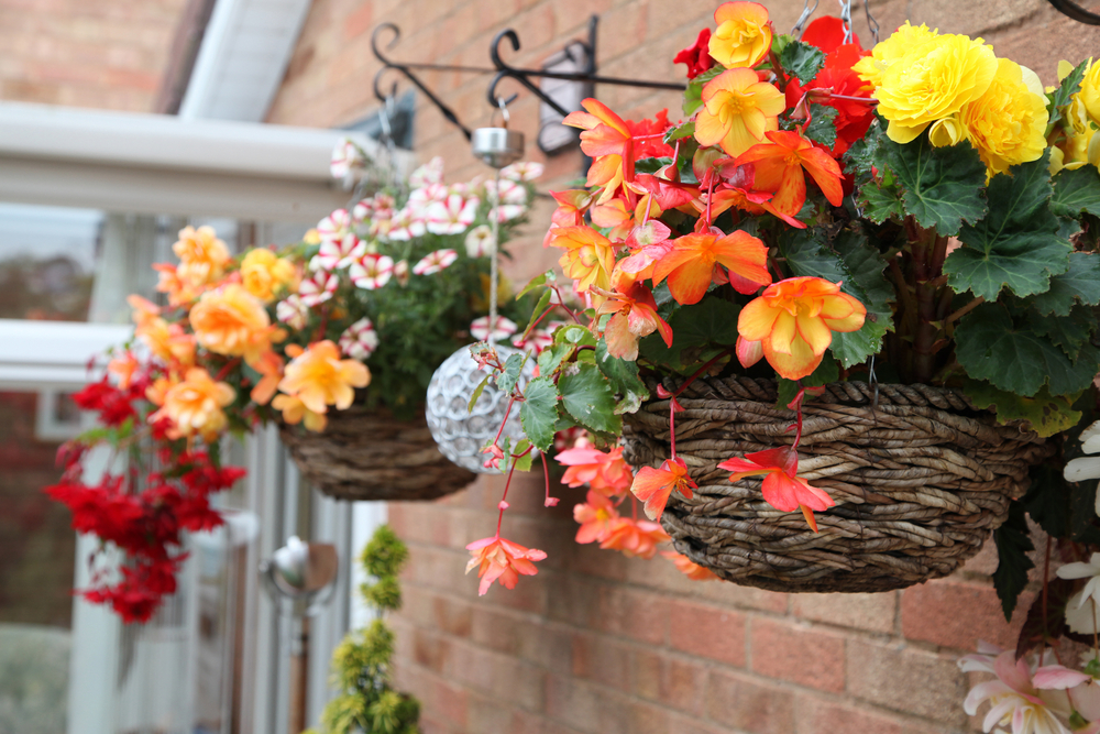 Flowers That Grow In Hanging Baskets