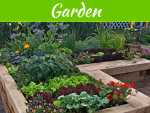 The Best Plants For Small Gardens The Best Plants For Small Gardens