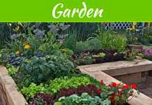 The Best Plants For Small Gardens The Best Plants For Small Gardens
