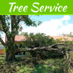 3 Signs Your Trees Are In Need Of TLC 3 Signs Your Trees Are In Need Of TLC