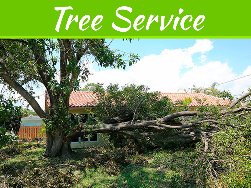 3 Signs Your Trees Are In Need Of TLC 3 Signs Your Trees Are In Need Of TLC