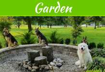 5 Tips For Keeping Pets Out Of The Garden 5 Tips For Keeping Pets Out Of The Garden