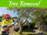 Tips For DIY Tree Removal With The Rights Tools And Knowledge Tips For DIY Tree Removal With The Rights Tools And Knowledge
