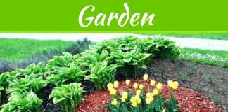 Top 8 Types Of Mulch Varieties For Garden Top 8 Types Of Mulch Varieties For Garden