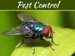 DIY Tips To Keep Pests Out DIY Tips to Keep Pests Out