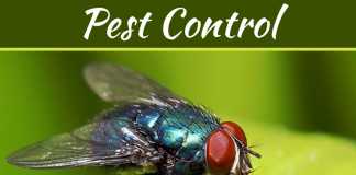 DIY Tips To Keep Pests Out DIY Tips to Keep Pests Out