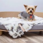 dog bed