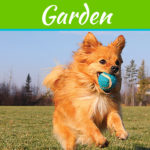 How to Create a Safe and Pet-Friendly Backyard for Your Dog