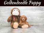 4 Reasons Why Your Home Should Have A Miniature Golden Doodle 4 Reasons Why Your Home Should Have A Miniature Golden Doodle