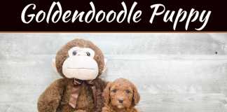 4 Reasons Why Your Home Should Have A Miniature Golden Doodle 4 Reasons Why Your Home Should Have A Miniature Golden Doodle