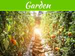 Expert Tips Regarding The Type Of Planters Ideal For Tomato Plants Expert Tips Regarding The Type Of Planters Ideal For Tomato Plants