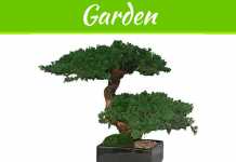 How To Take The Best Care Of Bonsai Trees How To Take The Best Care Of Bonsai Trees