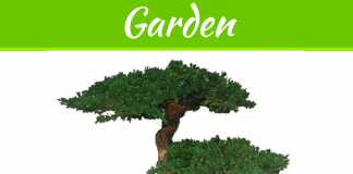 How To Take The Best Care Of Bonsai Trees How To Take The Best Care Of Bonsai Trees