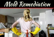 Mold Remediation: When To Hire A Professional Company Mold Remediation: When To Hire A Professional Company