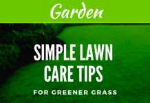 Simple Lawn Care Tips For Greener Grass