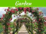 3 Benefits To Growing A Rose Garden 3 Benefits To Growing A Rose Garden