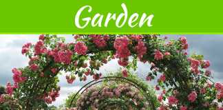 3 Benefits To Growing A Rose Garden 3 Benefits To Growing A Rose Garden