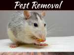 3-common-pests-found-in-home-office