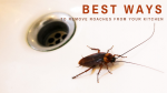 Best Ways To Remove Roaches From Your Kitchen
