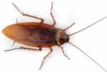 Cockroach