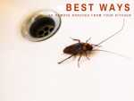 Best Ways To Remove Roaches From Your Kitchen Best Ways To Remove Roaches From Your Kitchen