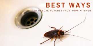 Best Ways To Remove Roaches From Your Kitchen Best Ways To Remove Roaches From Your Kitchen