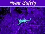 Keep Scorpions Out: Simple Home Safety Tips To Protect Your Space How To Keep Scorpions Out Of Your House - Keeping Your Home Safe