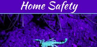 Keep Scorpions Out: Simple Home Safety Tips To Protect Your Space How To Keep Scorpions Out Of Your House - Keeping Your Home Safe