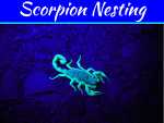Scorpion Nesting Habits – Avoid Providing Shelters for Scorpions Scorpion Nesting Habits - Avoid Providing Shelters for Scorpions