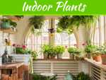 Things To Consider To Beautify Your Indoor Garden Things To Consider To Beautify Your Indoor Garden