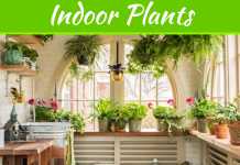 Things To Consider To Beautify Your Indoor Garden Things To Consider To Beautify Your Indoor Garden