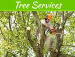 5 Things To Look For When Taking Down Dying Trees 5 Things To Look For When Taking Down Dying Trees