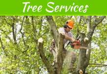 5 Things To Look For When Taking Down Dying Trees 5 Things To Look For When Taking Down Dying Trees