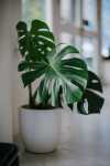 green-leafed-potted-plant