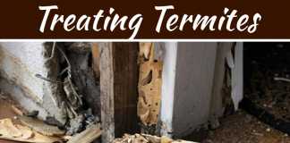 Treating Termites For Your Home Protection Treating Termites For Your Home Protection