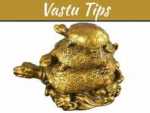 What Is The Right Tortoise Direction For Financial, Health And Relationship Stability What Is The Right Tortoise Direction For Financial, Health And Relationship Stability