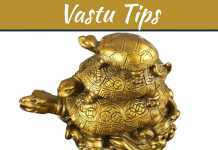 What Is The Right Tortoise Direction For Financial, Health And Relationship Stability What Is The Right Tortoise Direction For Financial, Health And Relationship Stability