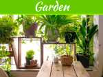 5 Indoor Plants To Bring Sheer Good Luck To The House 5 Indoor Plants To Bring Sheer Good Luck To The House