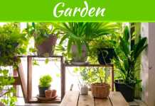 5 Indoor Plants To Bring Sheer Good Luck To The House 5 Indoor Plants To Bring Sheer Good Luck To The House