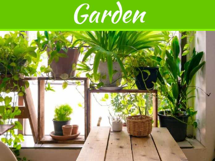 5 Indoor Plants To Bring Sheer Good Luck To The House