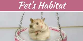 Epic Decoration And Design Ideas For Your Pet’s Habitat Epic Decoration And Design Ideas For Your Pet’s Habitat