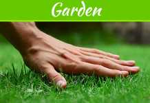 5 Types Of Grass Perfect For Your Front Doors 5 Types Of Grass Perfect For Your Front Doors
